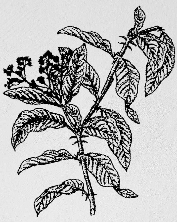cây đại bi chữa sỏi thận tên khoa học là Blumea balsamifera