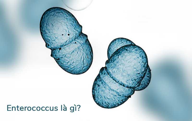 enterococcus faecium là gì