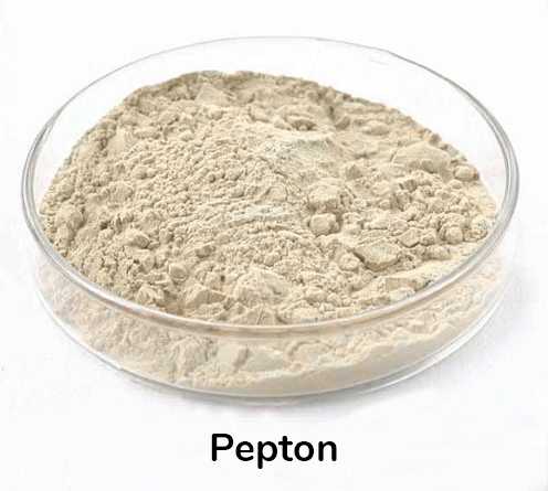 pepton là gì