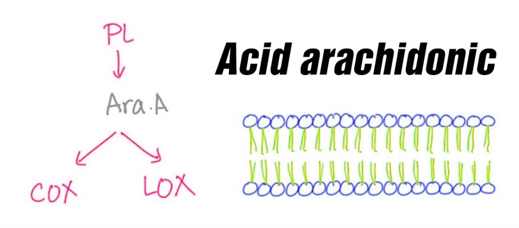 Những thông tin hữu ích về acid arachidonic