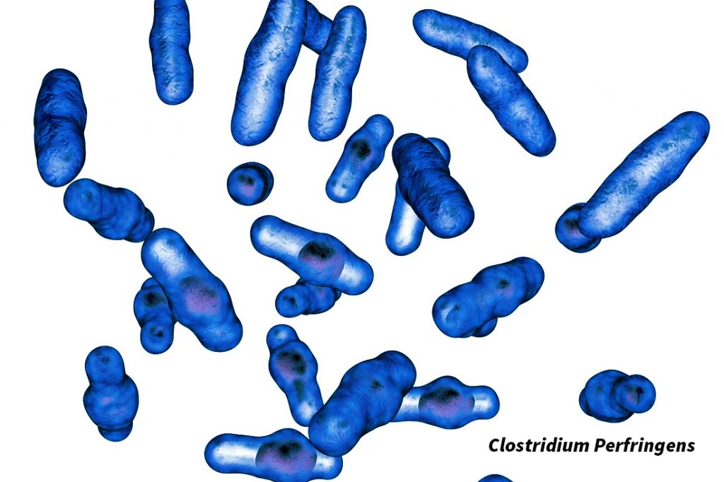 Clostridium Perfringens là gì