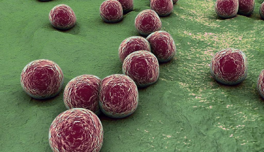 Staphylococcus là gì