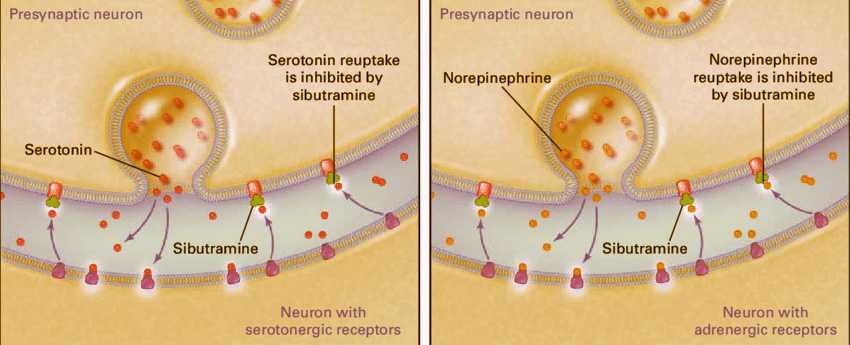 Sibutramine làm tăng lượng serotonin và norepinephrine. Ức chế hệ thần kinh trung ương