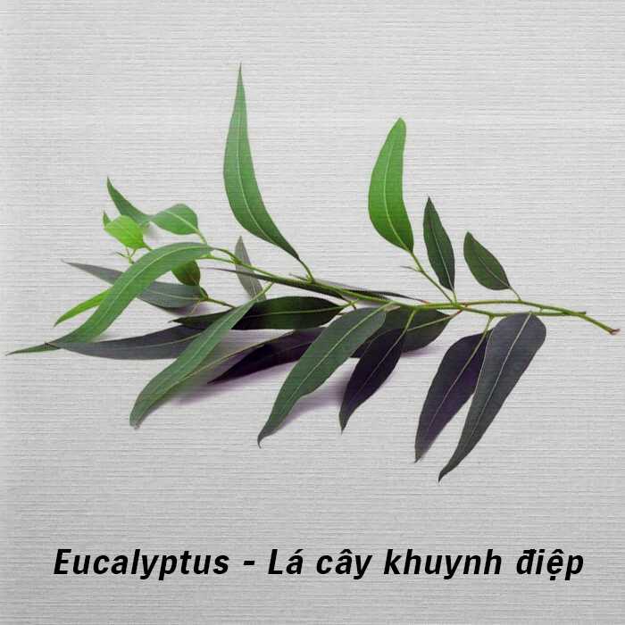 Eucalyptus là gì